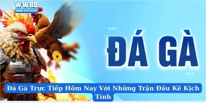 Đá Gà Trực Tiếp Hôm Nay Với Những Trận Đấu Kê Kịch Tính